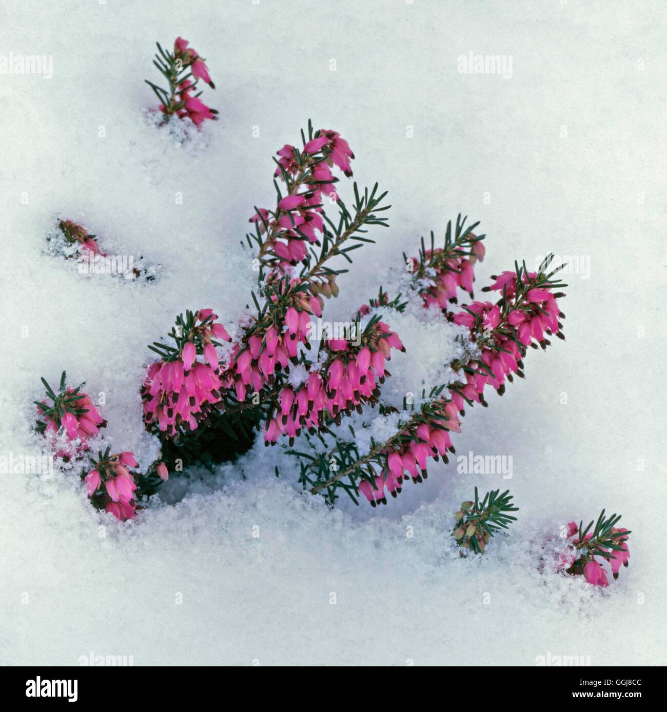 Erica carnea - `Myretoun Ruby' AGM in Snow   ERC012043 Stock Photo